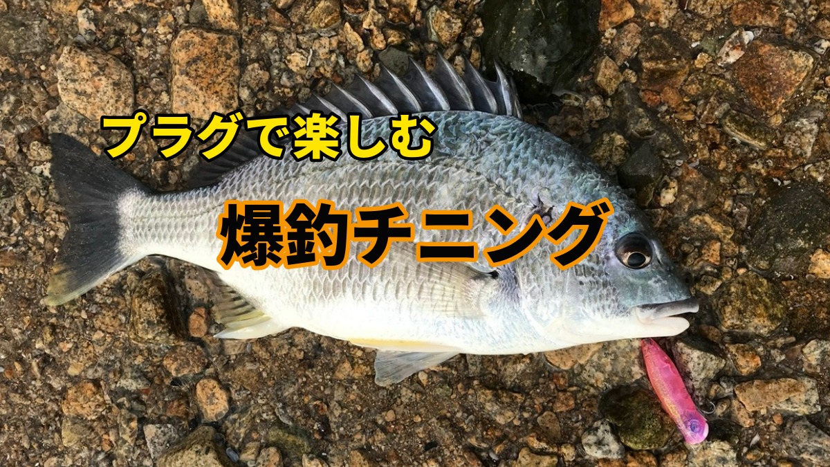 チニングはフリーリグだけじゃない!プラグで釣ると100倍楽しい理由と攻略法